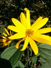Asteraceae