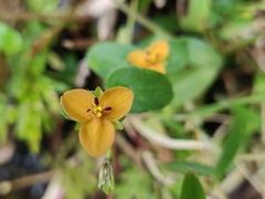 Murdannia versicolor