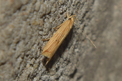 Helcystogramma