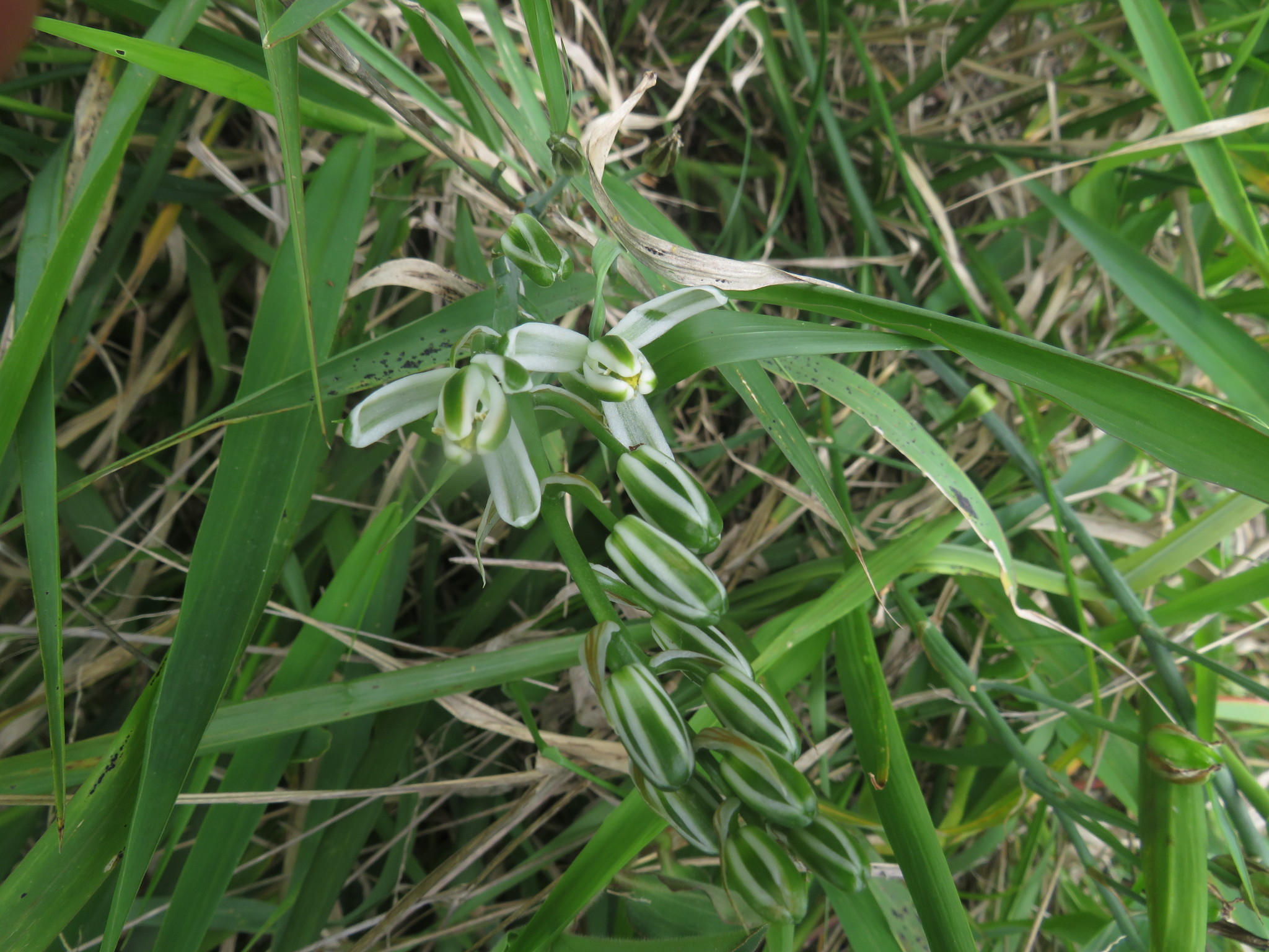Wild Coast Tamarak (Albuca batteniana)
