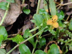 Murdannia versicolor
