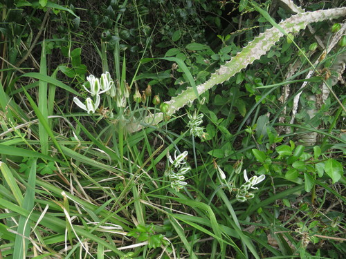 Albuca batteniana