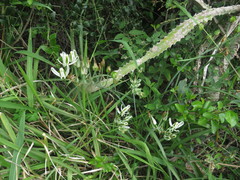Albuca batteniana