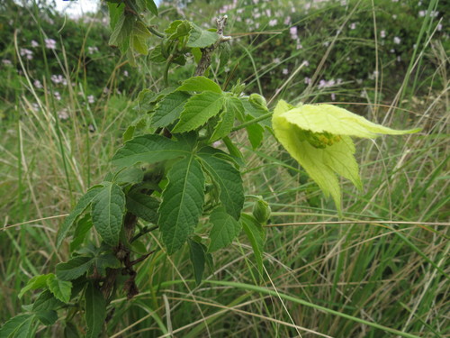 Image of Dalechampia capensis by (c) James Deacon, some rights reserved (CC BY-SA)