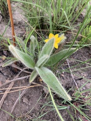 Hypoxis costata