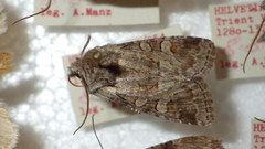 Brachylomia viminalis