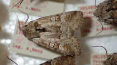 Brachylomia viminalis