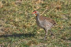 Pternistis rufopictus