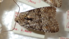 Brachylomia viminalis