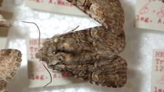 Brachylomia viminalis