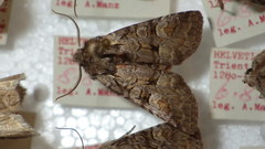 Brachylomia viminalis