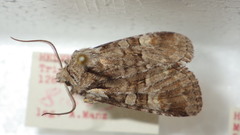 Brachylomia viminalis