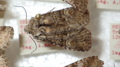 Brachylomia viminalis