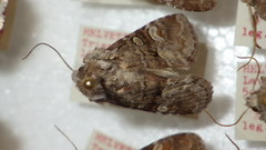 Brachylomia viminalis