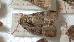 Brachylomia viminalis