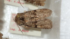 Brachylomia viminalis