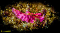 Pseudoceros goslineri