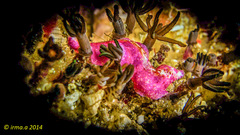 Pseudoceros goslineri