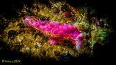 Pseudoceros goslineri