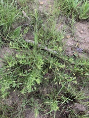 Rhynchosia pauciflora