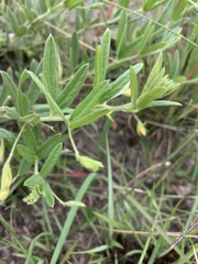 Rhynchosia pauciflora