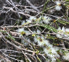 Melaleuca brevifolia