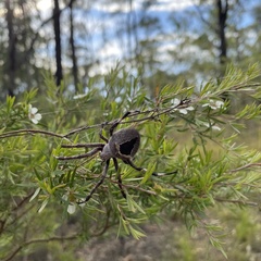 Backobourkia collina