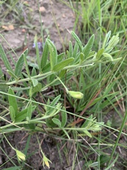 Rhynchosia pauciflora