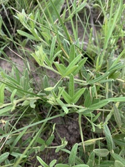 Rhynchosia pauciflora