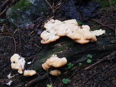 Climacocystis borealis