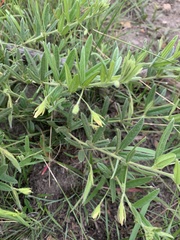 Rhynchosia pauciflora