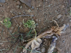 Albuca spiralis