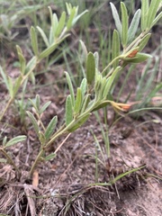 Rhynchosia pauciflora