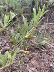 Rhynchosia pauciflora