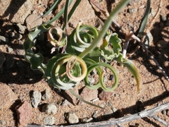 Albuca spiralis