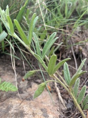 Rhynchosia pauciflora