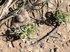 Albuca spiralis