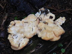 Climacocystis borealis