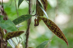 Aeschynanthus longicaulis