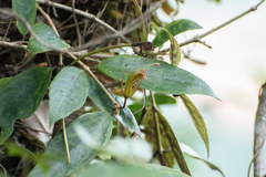 Aeschynanthus longicaulis