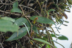 Aeschynanthus longicaulis