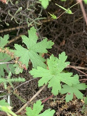 Geranium wakkerstroomianum