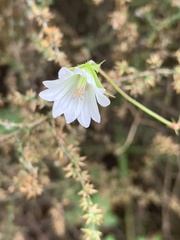 Geranium wakkerstroomianum