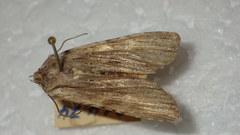 Lithophane socia