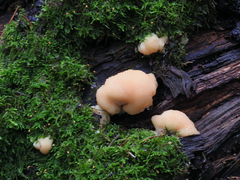 Climacocystis borealis