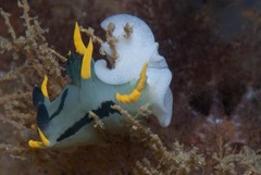 Polycera sp-b
