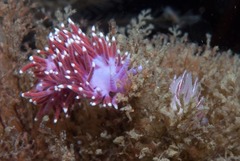 Paraflabellina funeka