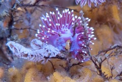 Paraflabellina funeka