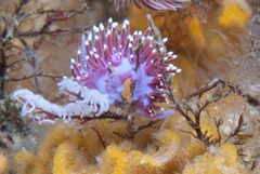 Paraflabellina funeka