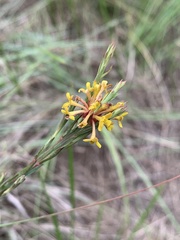 Lasiosiphon microcephalus